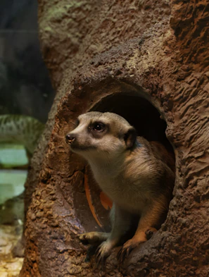 A curious meerkat peeking out from its sandy burrow surrounded by dry grass.