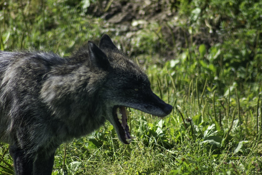 a wolf standing in the grass with its mouth open