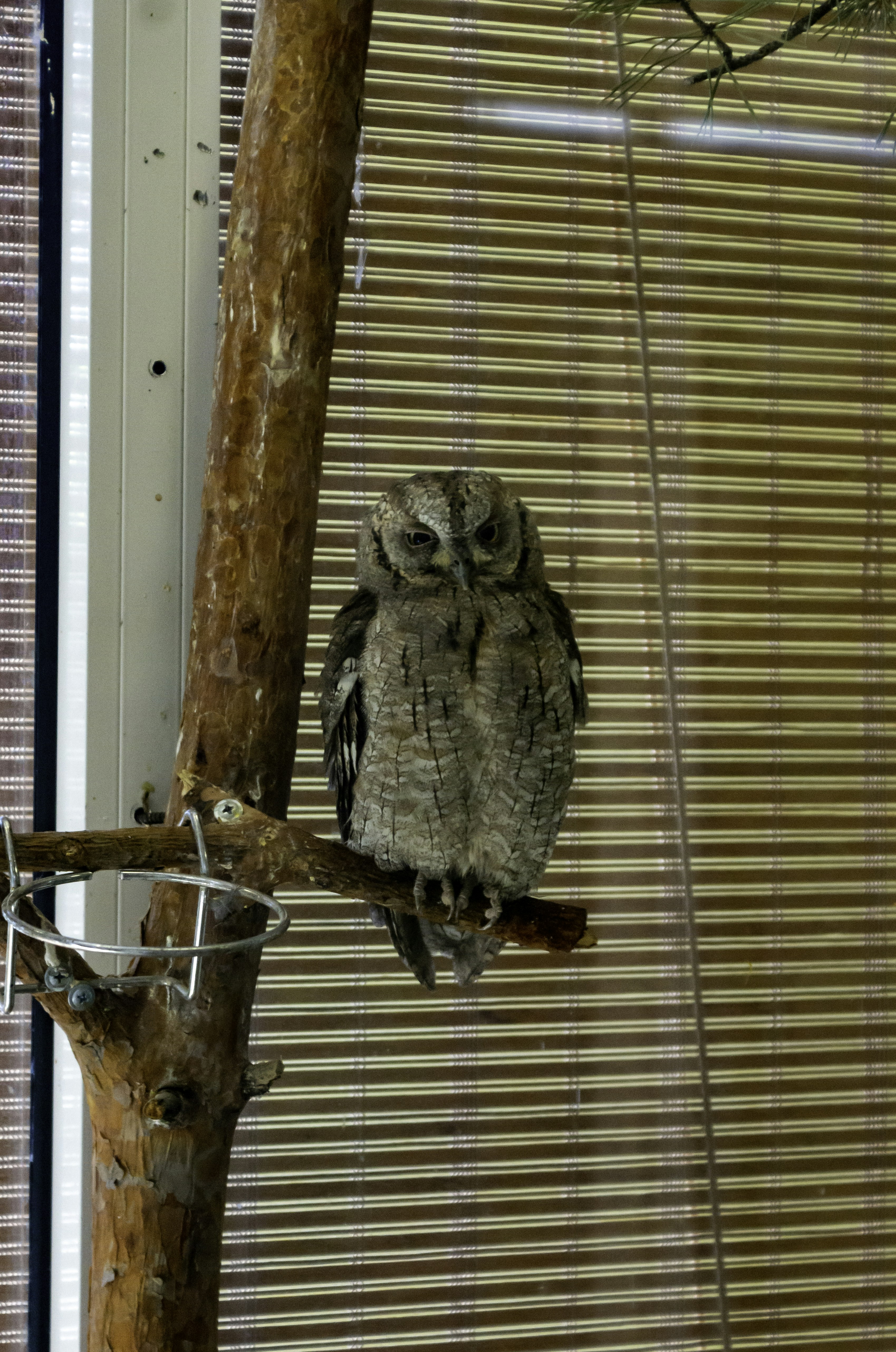 an owl is perched on a tree branch