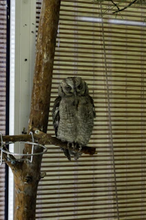 A wise owl wearing glasses perched on a music stand, with sheet music fluttering nearby.