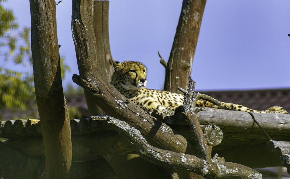 a cheetah resting on a branch of a tree