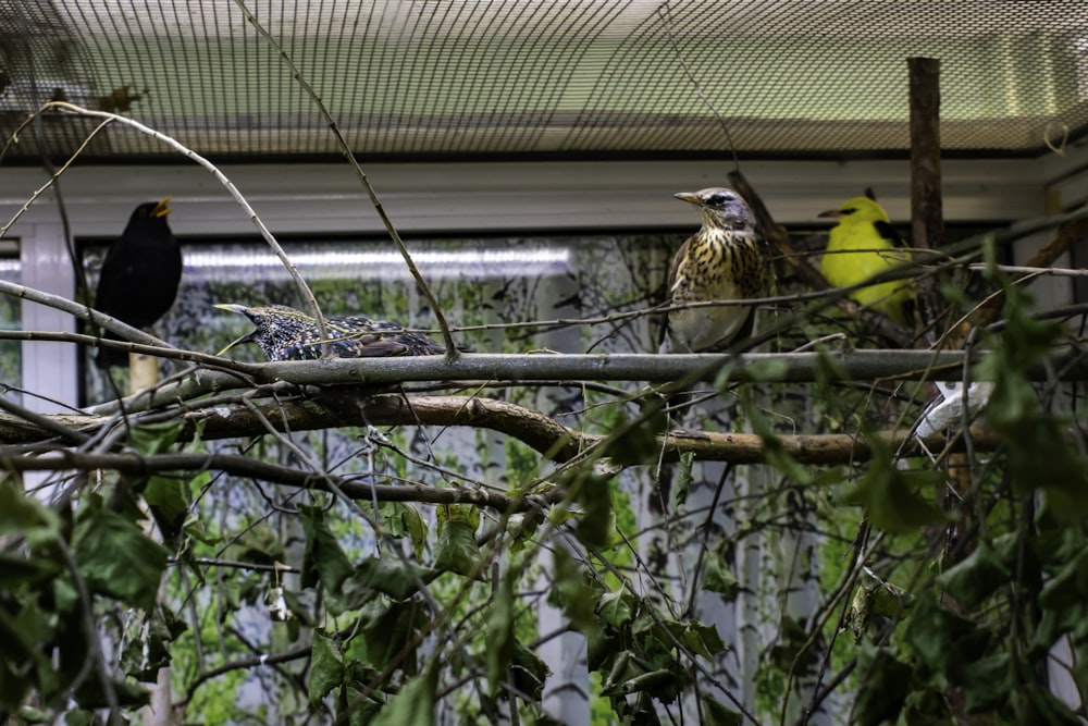 a couple of birds sitting on top of a tree branch