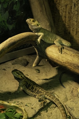 a lizard sitting on top of a wooden branch