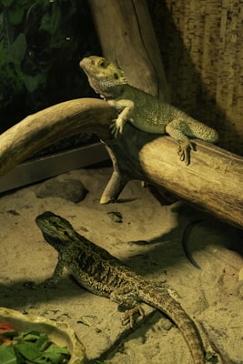 a lizard sitting on top of a wooden branch