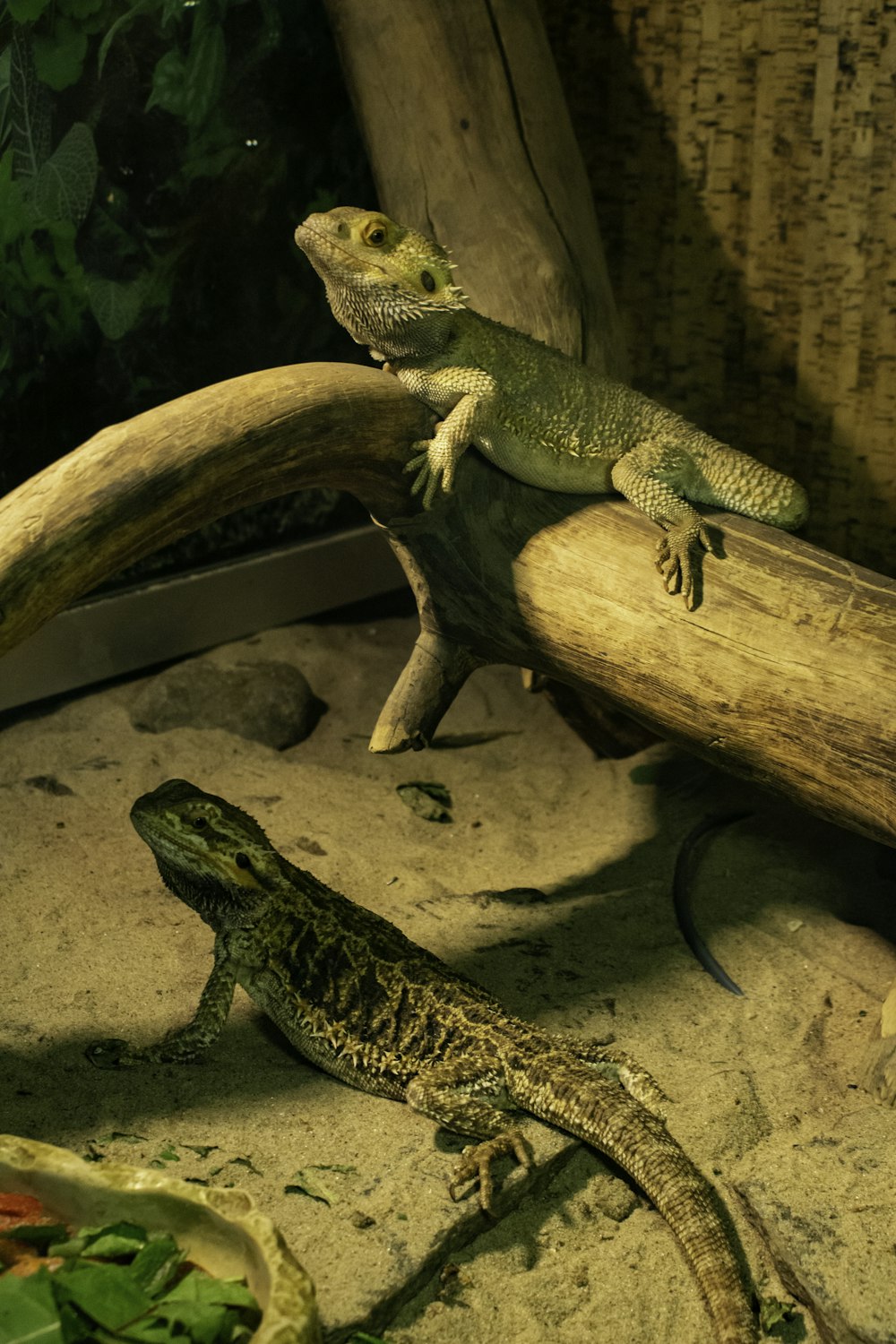 a lizard sitting on top of a wooden branch