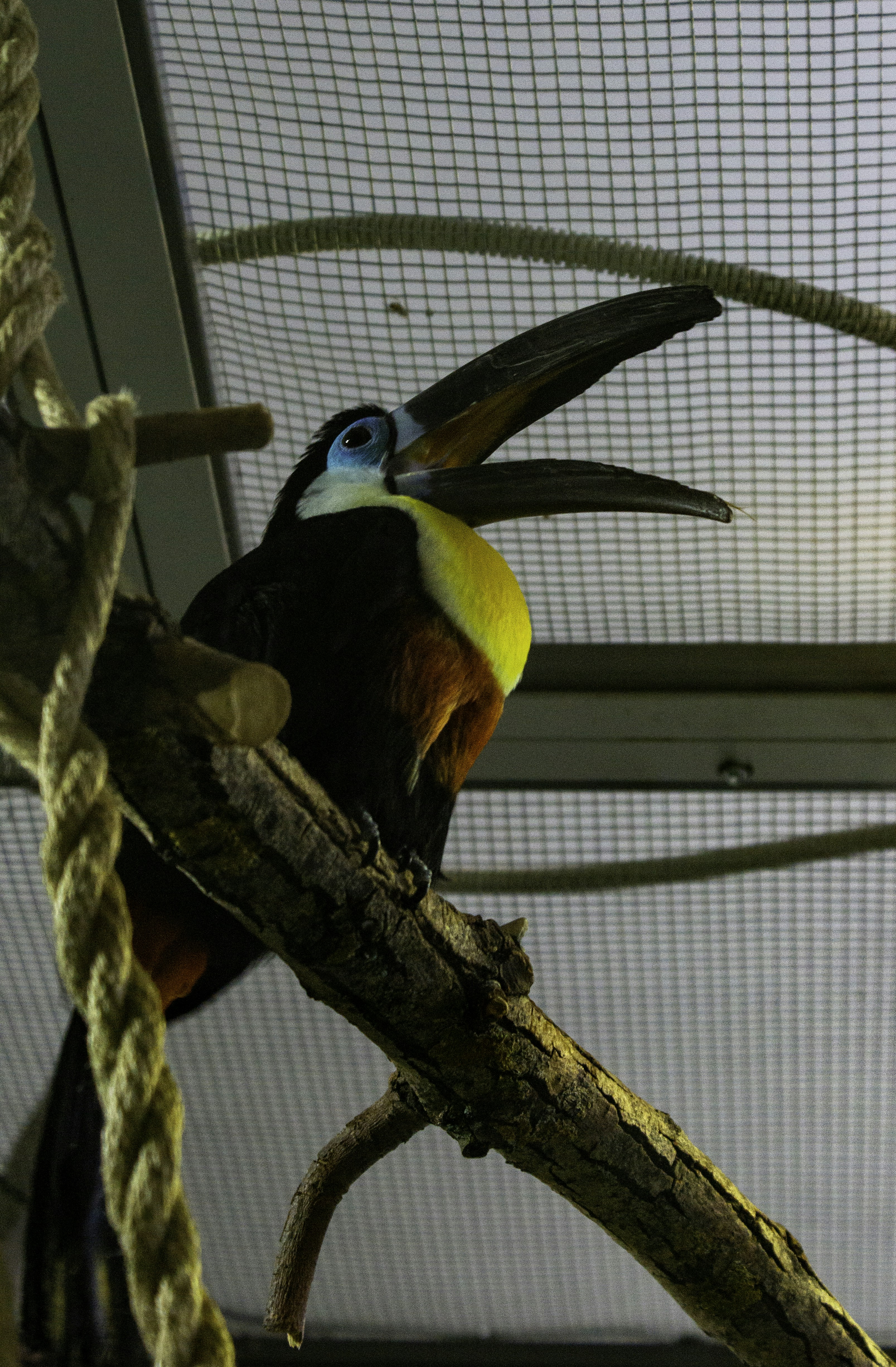 a colorful bird perched on top of a tree branch