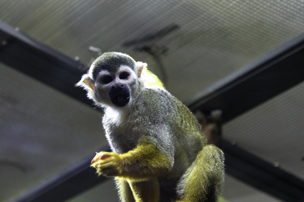 a small monkey sitting on top of a tree branch