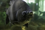 A close-up of a large black fish swimming in an aquarium. The fish has a round body and prominent eyes. The background is blurred with shades of green and light coming through what appears to be the water surface or glass tank.