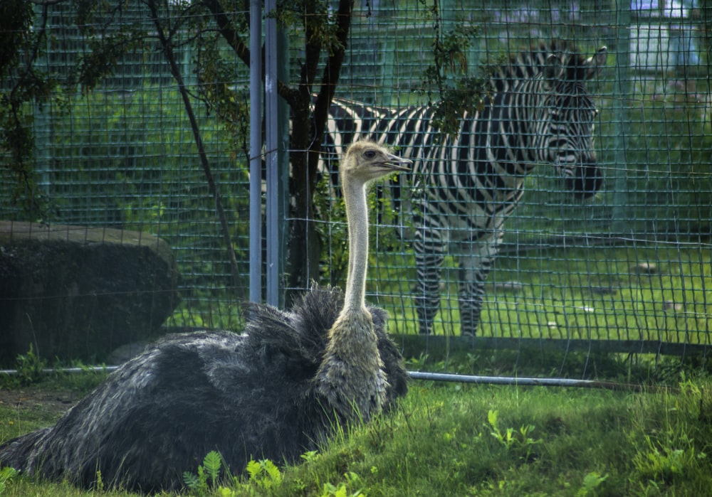 an ostrich and a zebra in a fenced in area