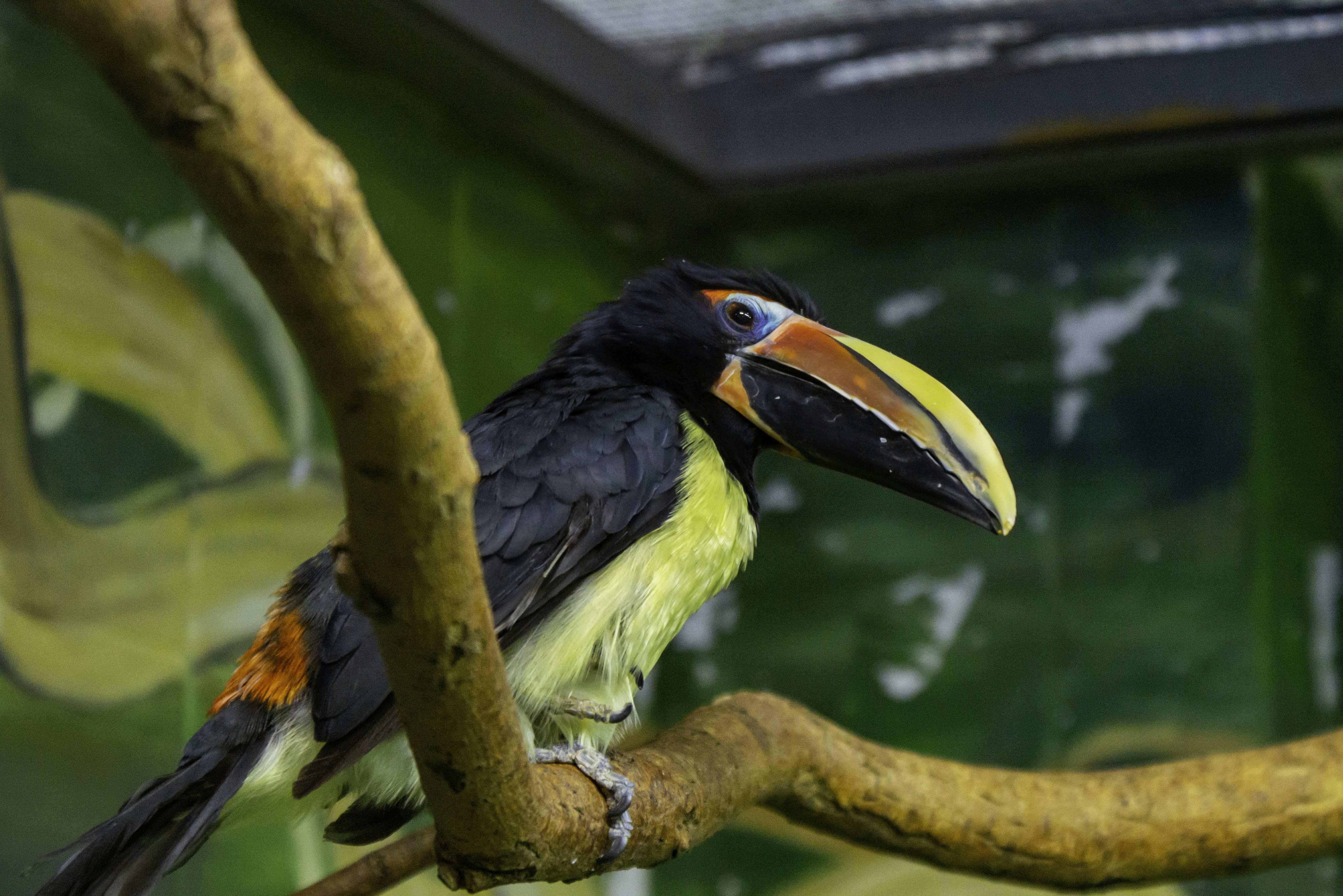 a colorful bird perched on a tree branch