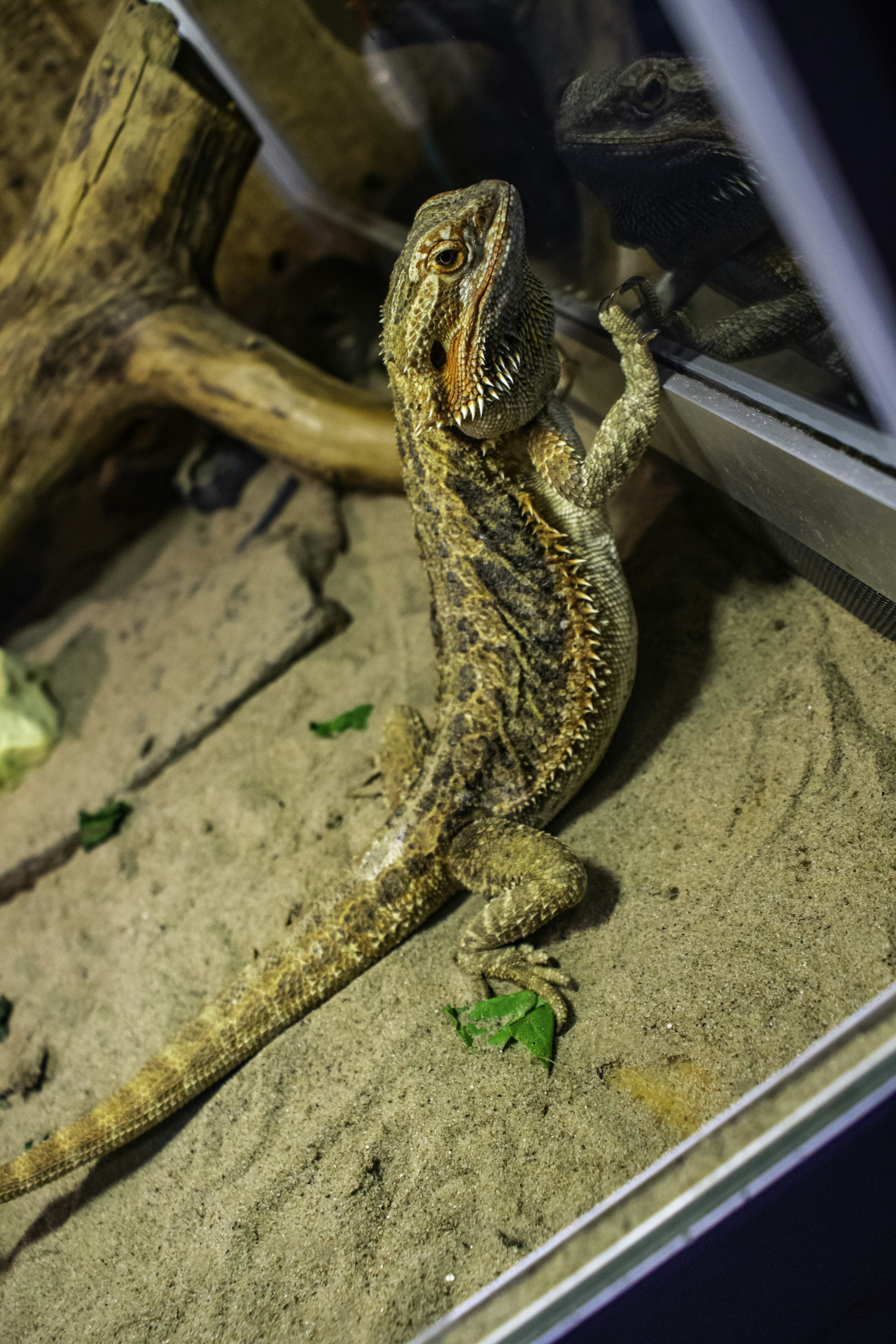 Creating the Perfect Bearded Dragon Enclosure: A Comprehensive Guide