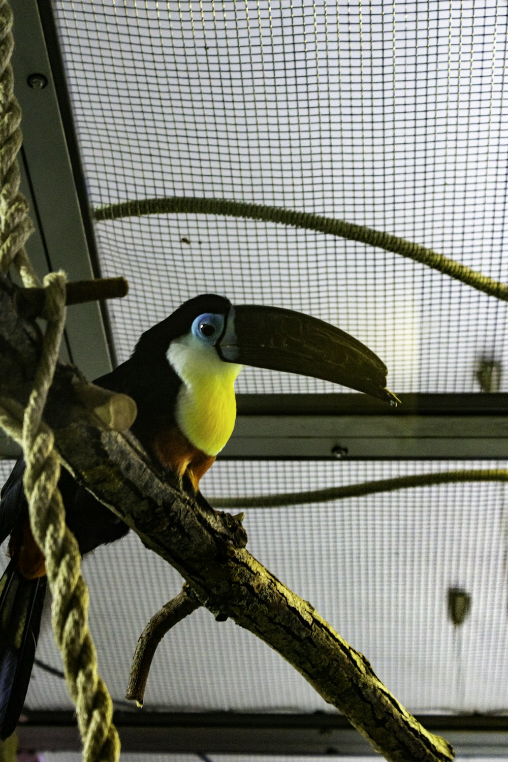a toucan perched on a tree branch in a cage