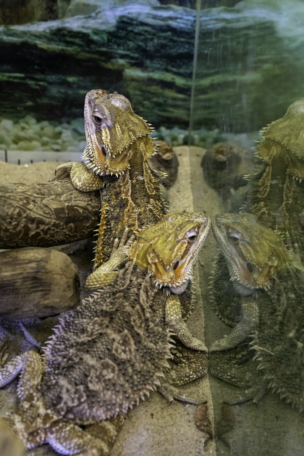 a group of lizards sitting next to each other
