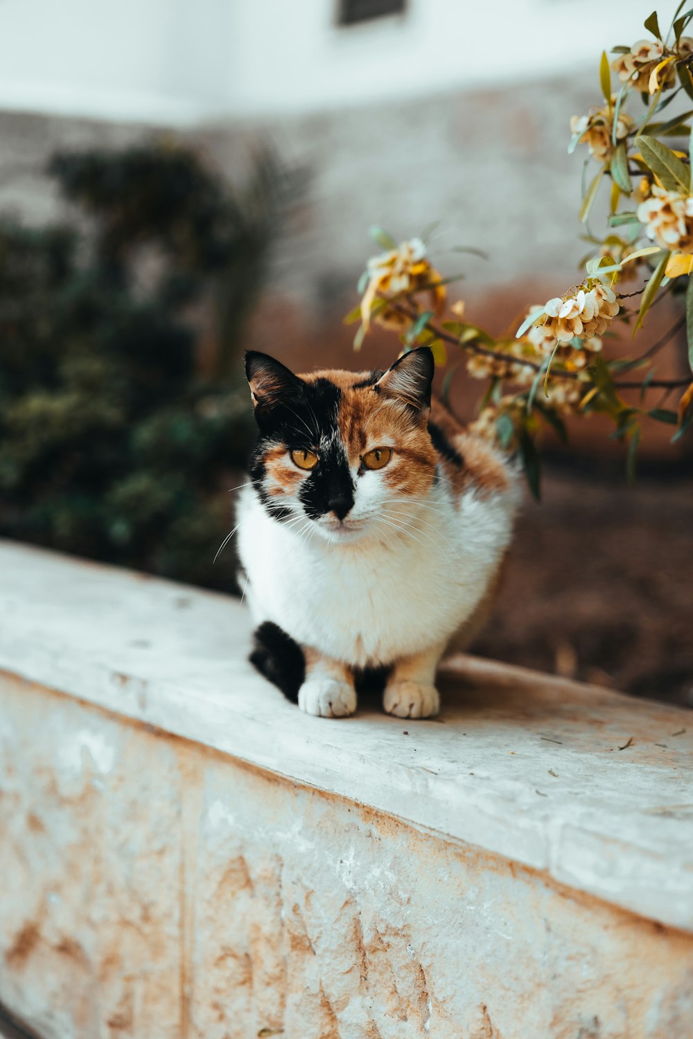 a cat sitting on a ledge next to a plant