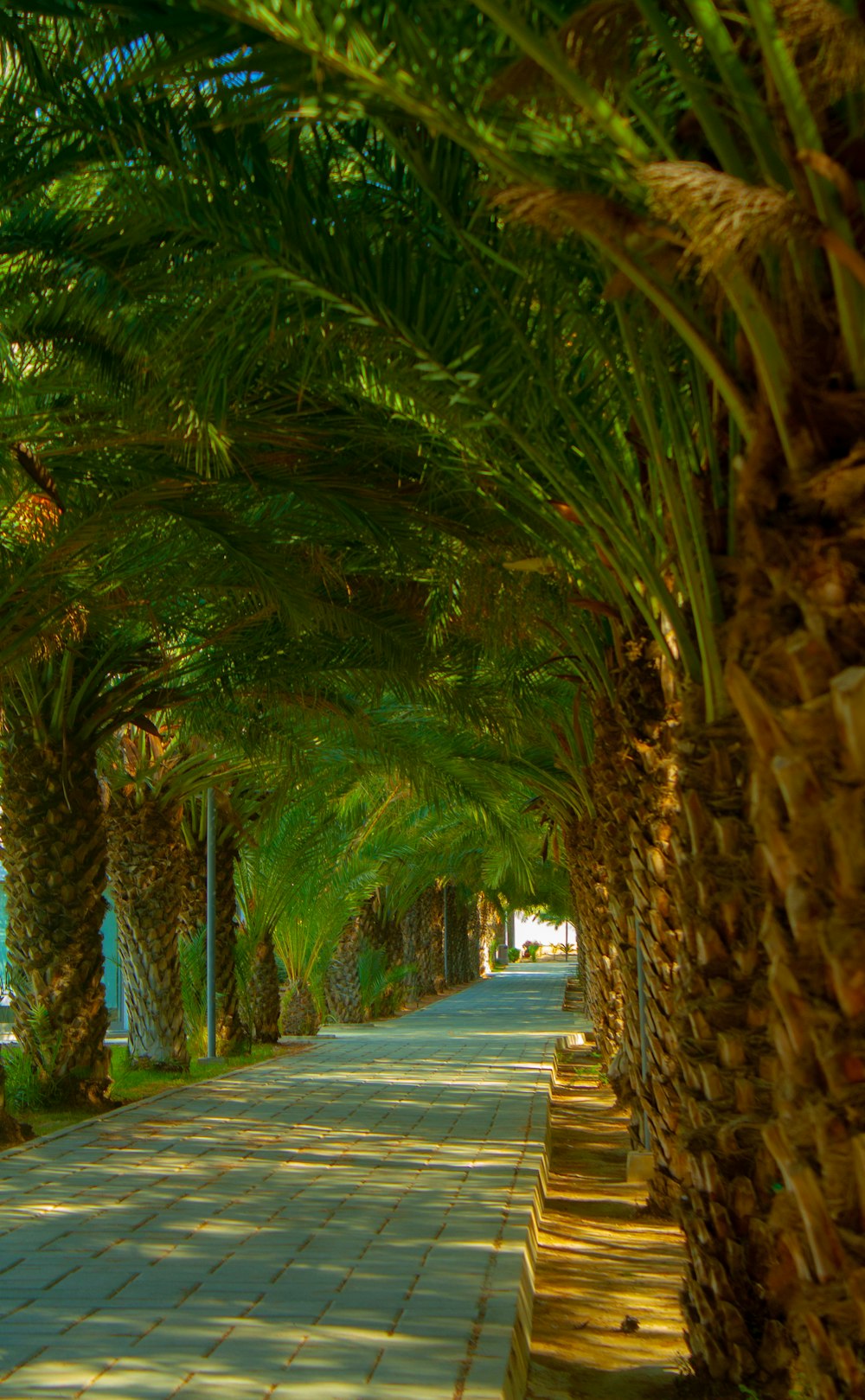 a sidewalk lined with palm trees next to the ocean