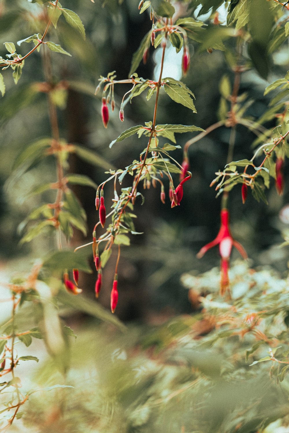 Un bouquet de fleurs rouges suspendues à un arbre