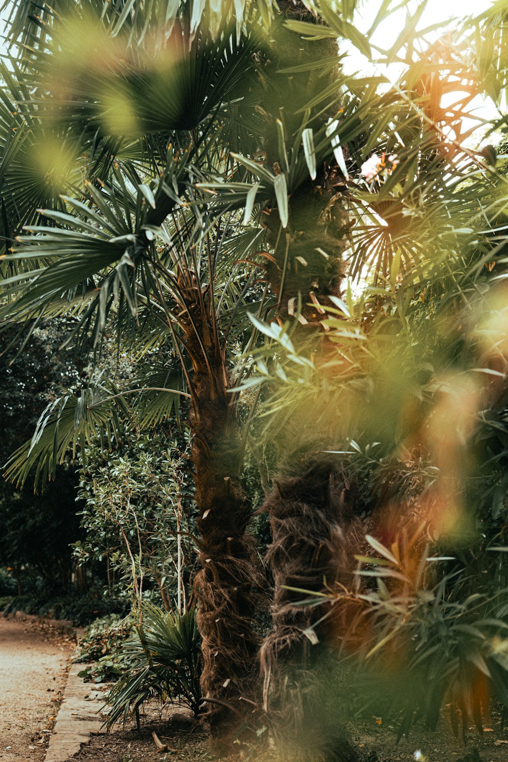 a man riding a bike down a path next to a palm tree