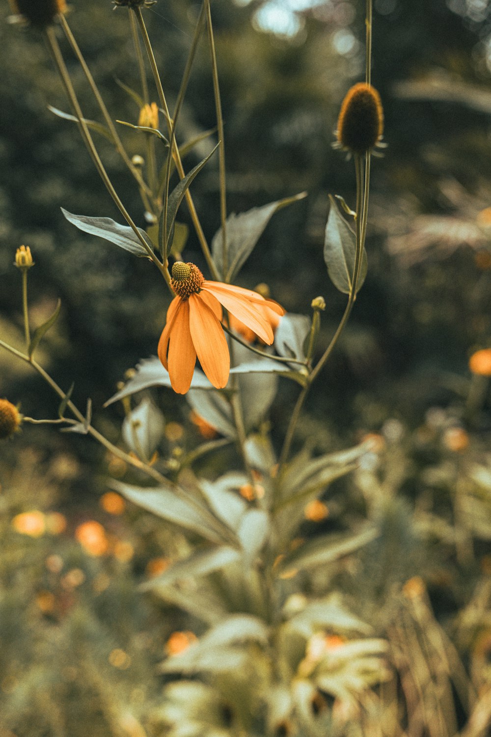 a close up of an orange flower in a field