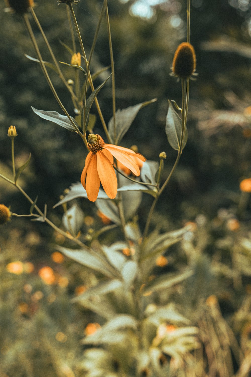 Un primer plano de una flor naranja en un campo