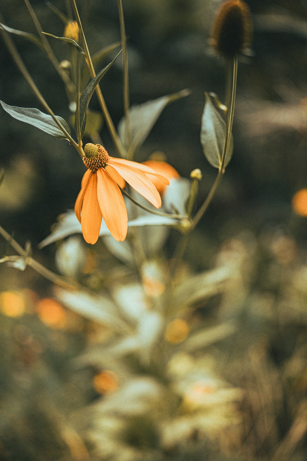 Un primer plano de una flor naranja en una planta