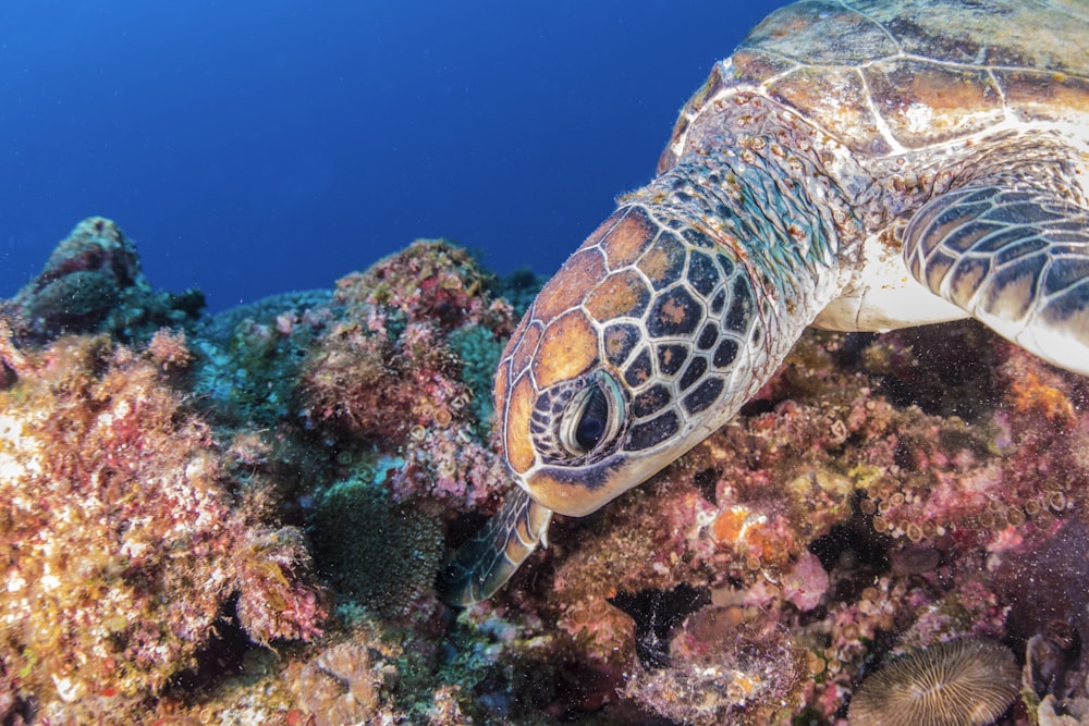 a turtle swimming over a colorful coral reef