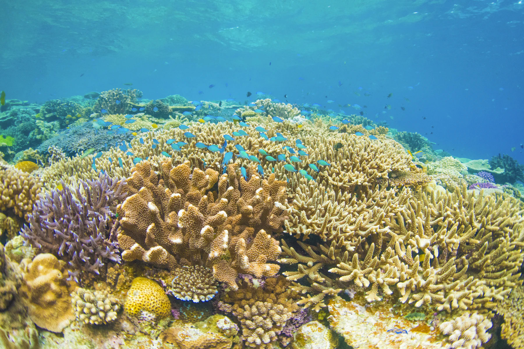Artenreiches Korallenriff mit blauen Rifffischen in Okinawas klarem Meer