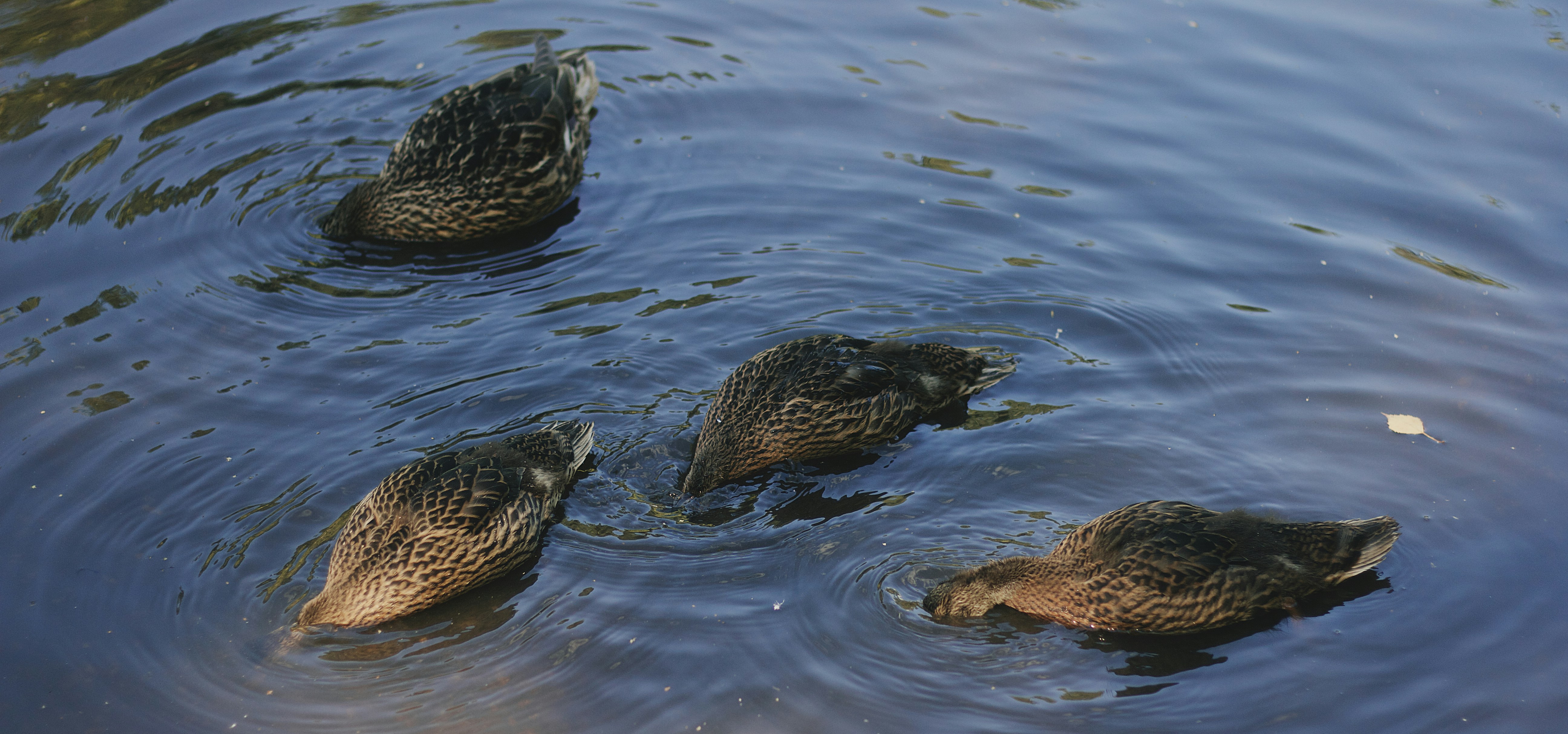 Photo by nizametdinova