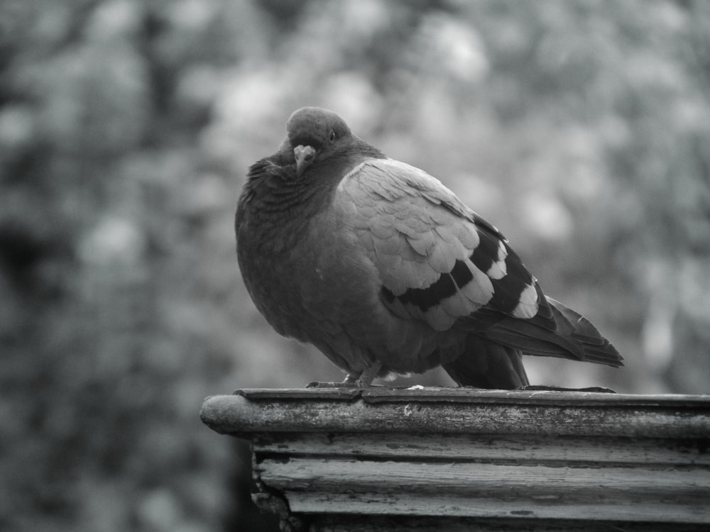 a black and white photo of a bird sitting on a ledge