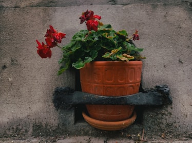 A terracotta pot with vibrant red flowers is mounted against a rough, gray concrete wall. The leaves are a lively green with some yellowing edges, indicating a mix of healthy and slightly wilting foliage. The pot is supported by a black metal holder, offering a stark contrast to the earthy tones of the pot and wall.