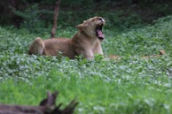 a lion yawns in a field of green grass