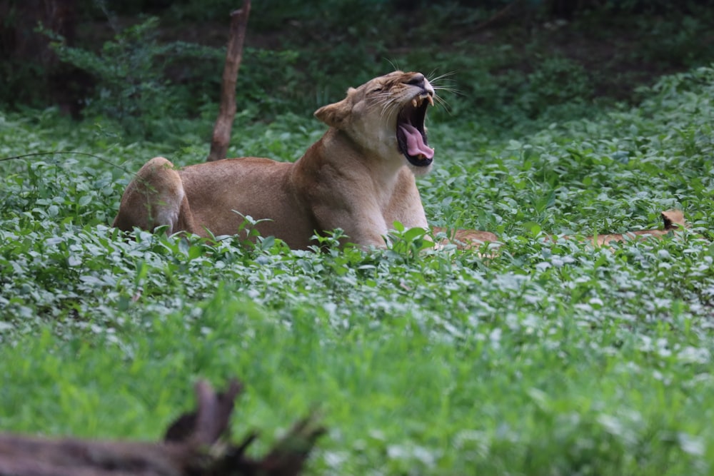 Un lion bâille dans un champ d’herbe verte