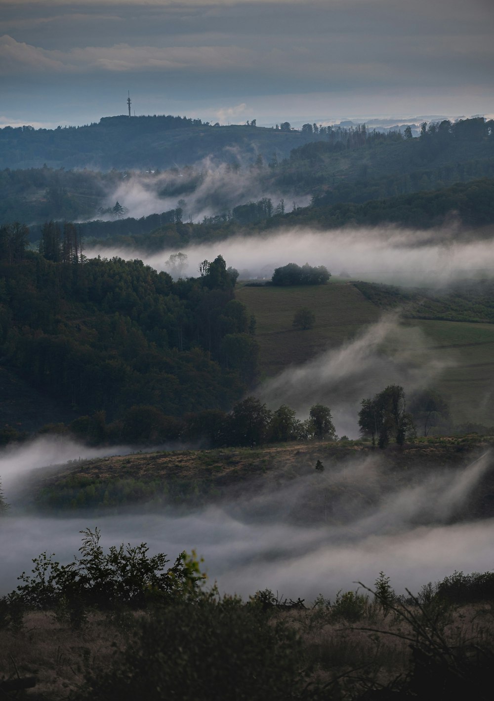 木々や丘を背景にした霧の谷