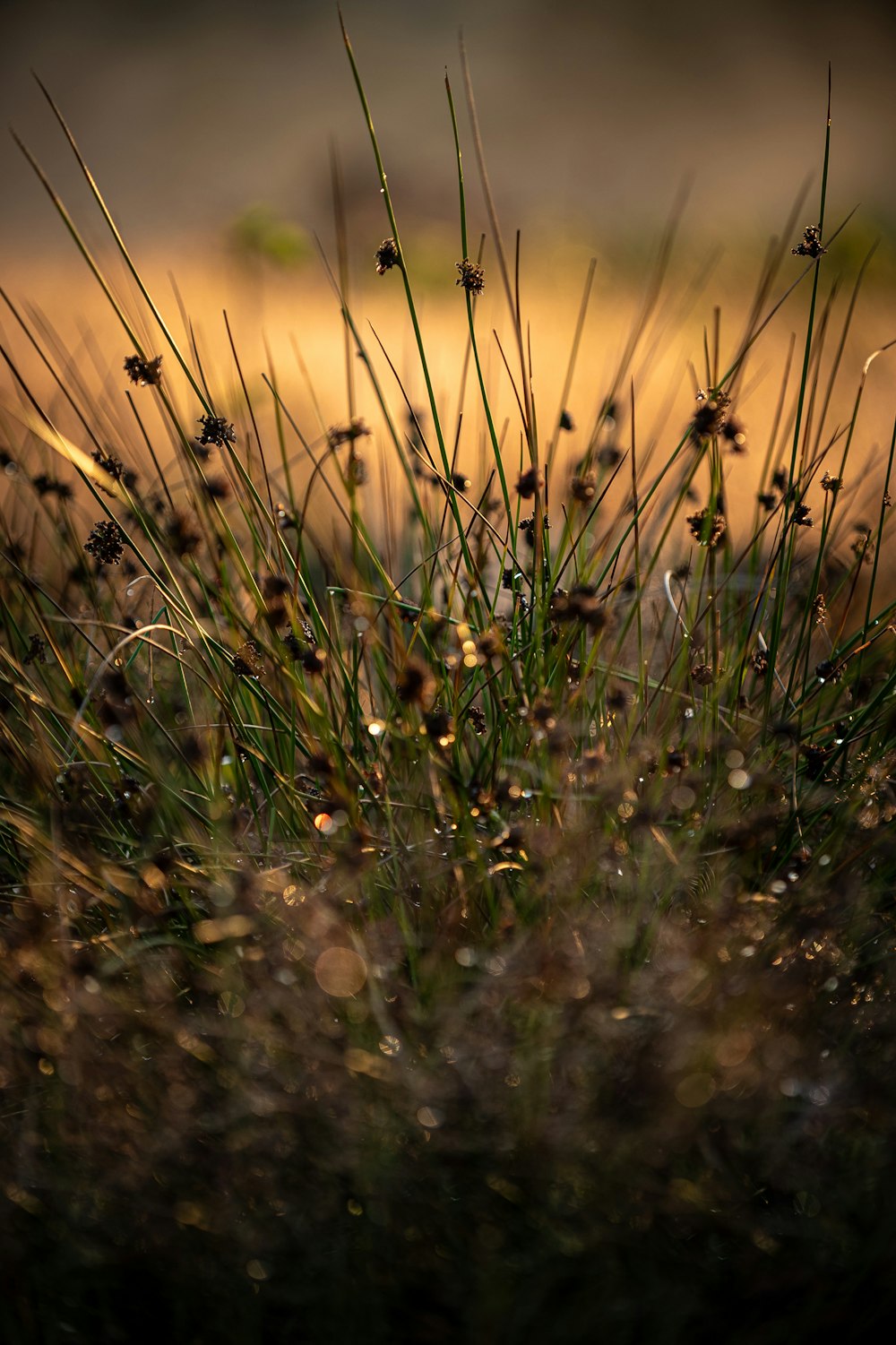 un gros plan d’une plante avec des gouttelettes d’eau dessus