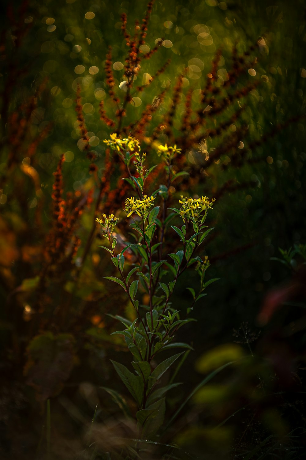 a close up of a plant with a blurry background