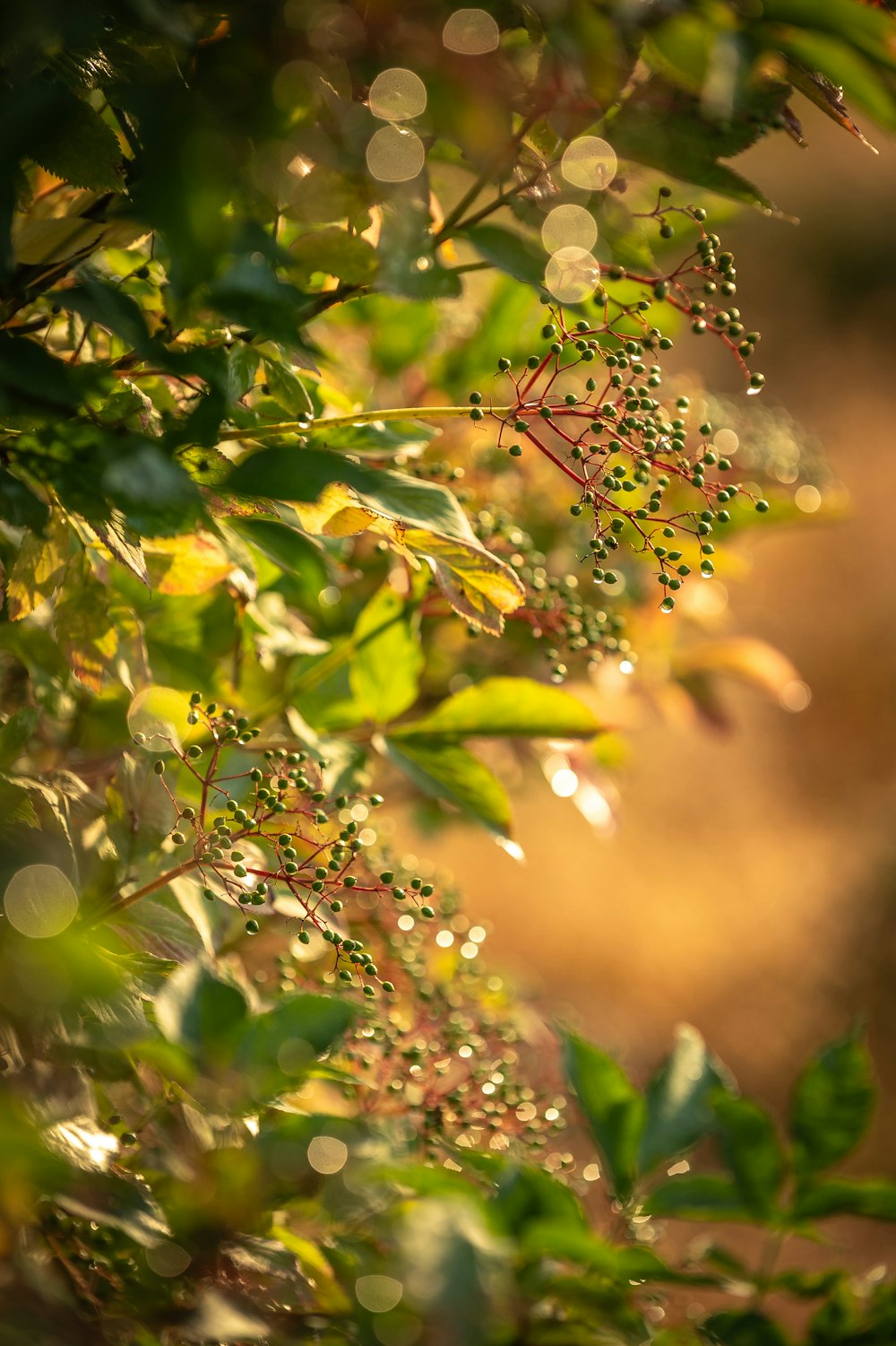 a close up of a bunch of leaves on a tree