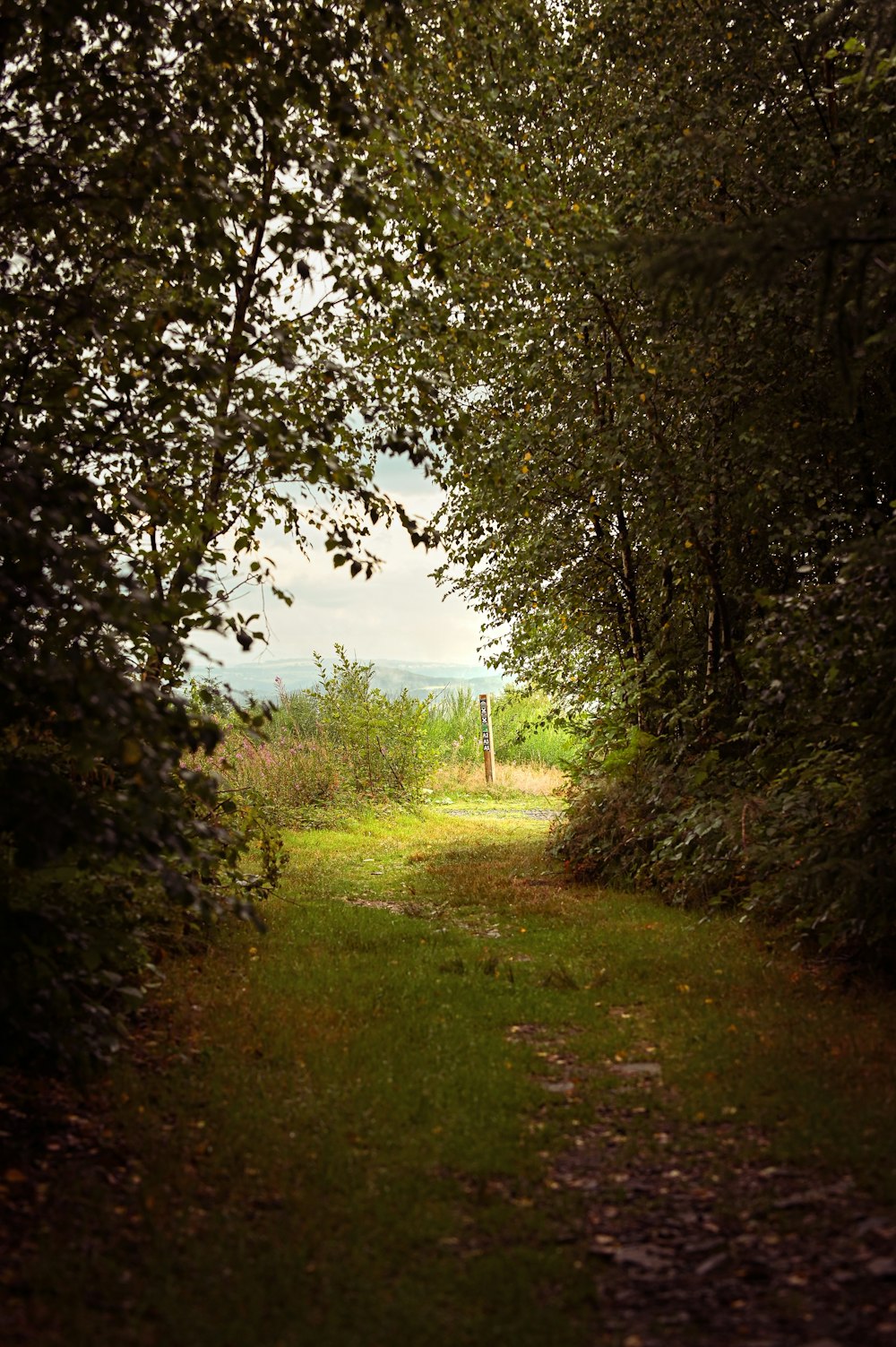 un chemin de terre entouré d’arbres et d’herbe