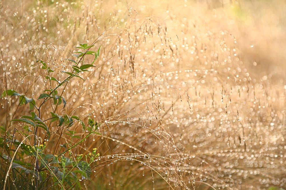 un campo de hierba con gotas de agua