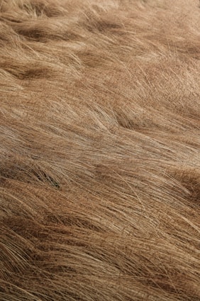 a close up view of a cat's fur