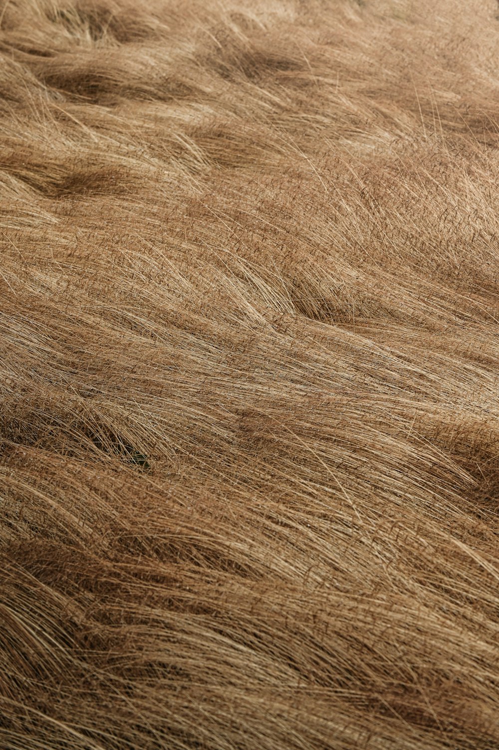 a close up view of a cat's fur