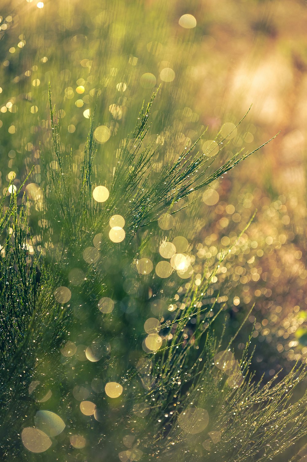 un gros plan d’herbe avec des gouttelettes d’eau dessus