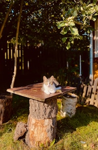 A cat is comfortably resting on a wooden board that is placed atop a stump in a garden. The setting features lush greenery with overhanging branches and a wooden fence in the background. The scene is illuminated by sunlight, creating a warm and inviting atmosphere.