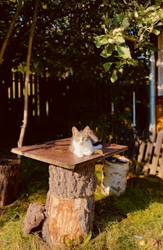 A cat is comfortably resting on a wooden board that is placed atop a stump in a garden. The setting features lush greenery with overhanging branches and a wooden fence in the background. The scene is illuminated by sunlight, creating a warm and inviting atmosphere.