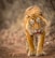 A Bengal tiger is walking along a dirt path, showcasing its distinctive orange coat with black stripes. The tiger's gaze is intense, with its mouth slightly open, revealing its large canines. The background is blurred, emphasizing the tiger's powerful build and majestic stride.