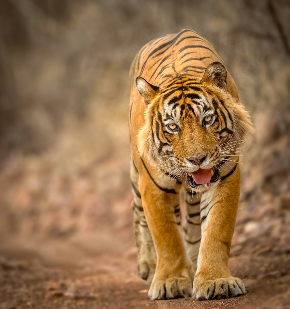 a tiger walking across a dirt road next to a forest