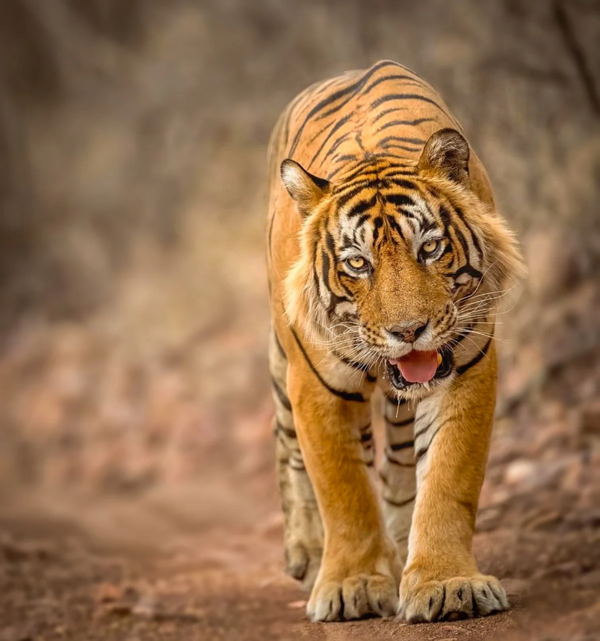 Ranthambore NP