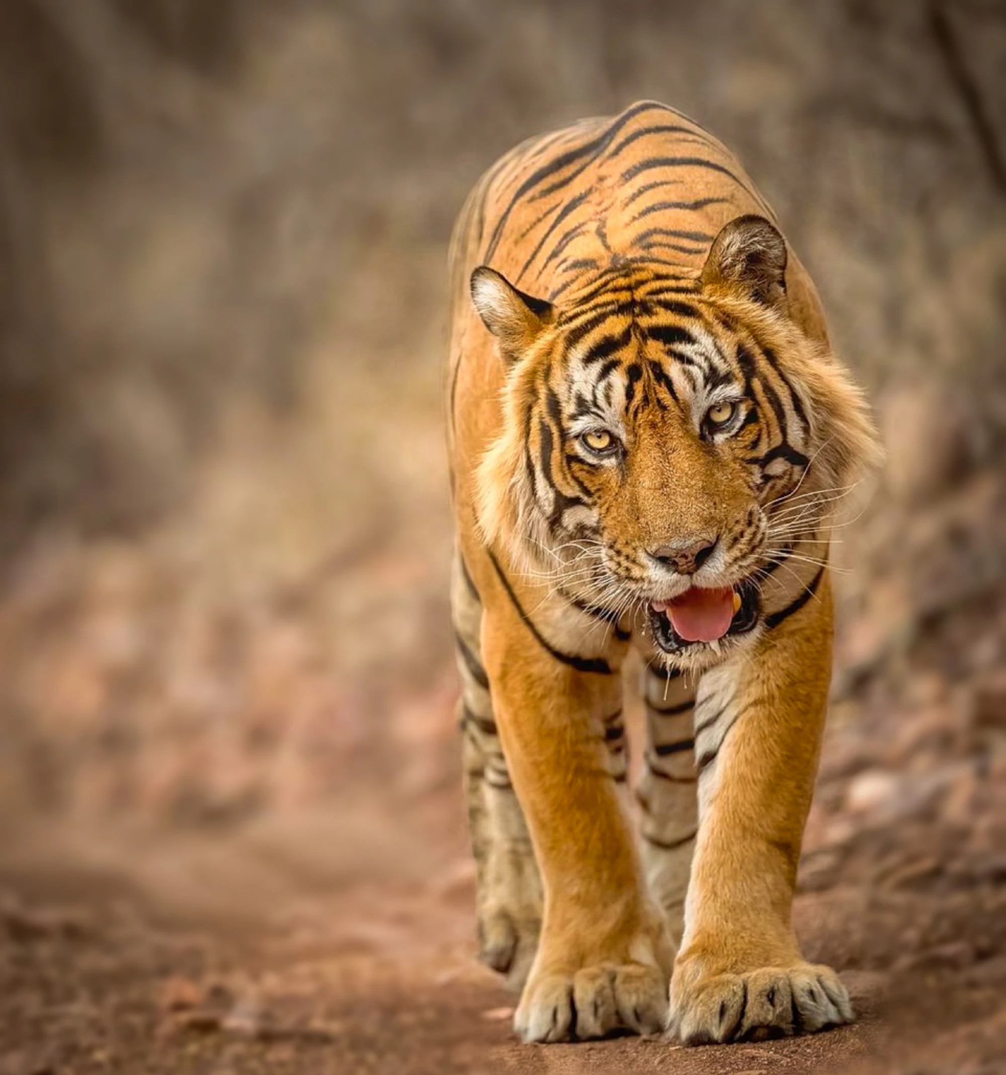 Tigers of Ranthambore