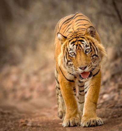 a tiger walking across a dirt road next to a forest