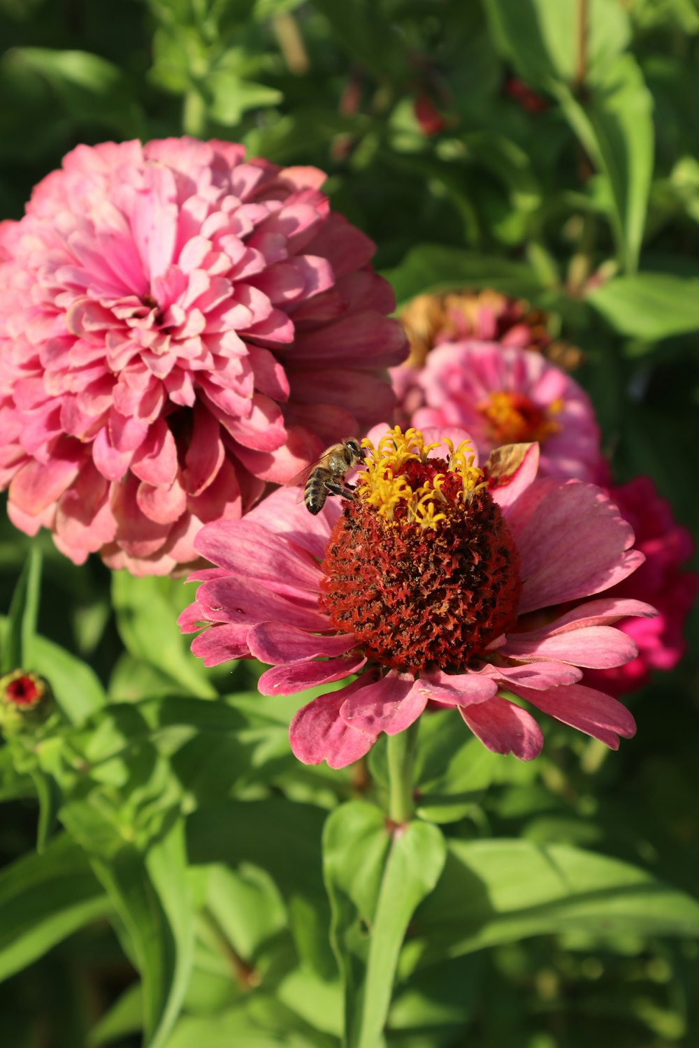 una flor rosa con una abeja en ella