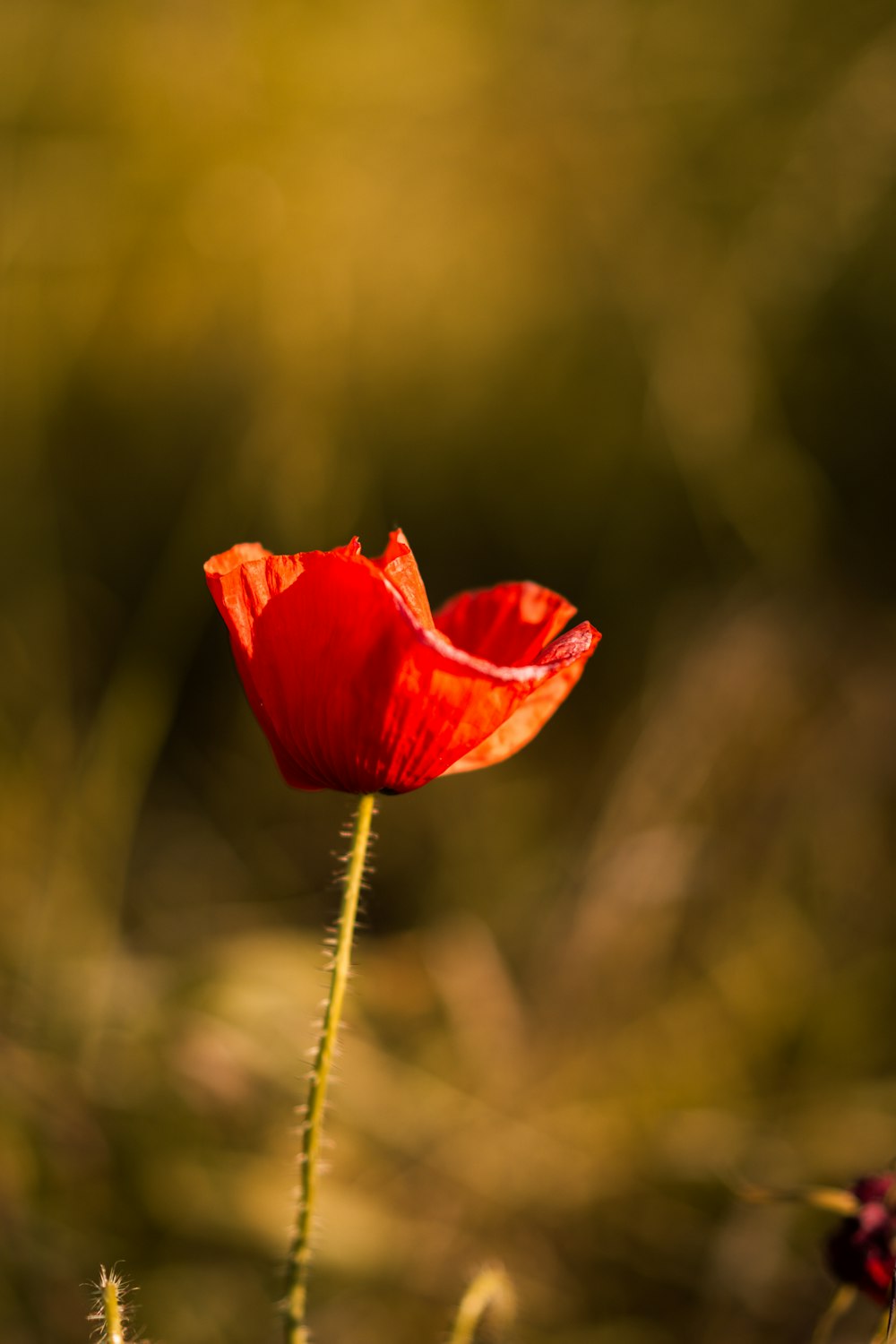 a single red flower in the middle of a field