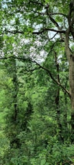 A dense forest scene featuring tall trees with abundant green foliage. Sunlight filters through the canopy, creating a vibrant play of light and shadows. The lush greenery extends into the distance, suggesting a thriving natural environment.